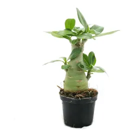 EXOTENHERZ Kleine Wüstenrose, Adenium, Überraschungsfarbe, 9-cm-Topf - Grün