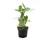 EXOTENHERZ Kleine Wüstenrose, Adenium, Überraschungsfarbe, 9-cm-Topf - Grün