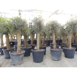 grünwaren Olivenbaum Bonsai 160 cm Olive beste Qualität, Stammumfang 30 - 40 cm, winterhart, Olea Europaea