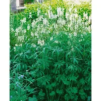 Pflanzen Für Dich Sidalcea candida, Weiße Prachtscharte ca. 9x9