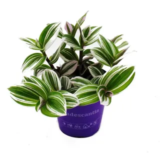 EXOTENHERZ - Dreimasterblume - Tradescantia "White" - pflegeleichte hängende Zimmerpflanze - 12m Topf - weiss