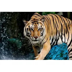 Fototapete PAPERMOON "INDISCHER KÖNIGS-TIGER", bunt, B:3,50m L:2,60m, Vlies, Tapeten
