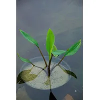 Pflanzen Für Dich Orontium aquaticum, ca. 9x9 cm Topf,