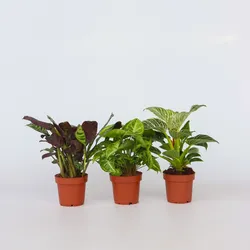 Plant in a Box - Zimmerpflanzen-Mix - 3 Stk - Höhe 25-40cm - Topf 12cm