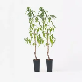 Plant in a Box - Pfirsichbaum - 2 Stk - Prunus persica 'Saturne' 2er Set Höhe 60-70cm