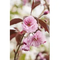 PlantaPro Prunus serrulata 'Royal Burgundy' 60-100 cm - Japanische