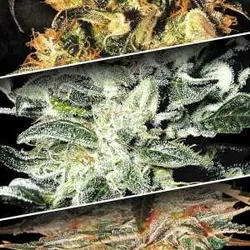 Indica Champions Pack | Feminisierte Cannabissamen von Paradise Seeds  | 2x3 Hanfsamen
