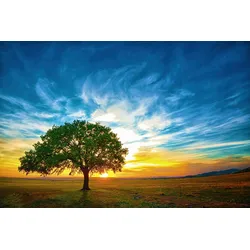 Fototapete PAPERMOON "Baum in Landschaft", bunt, B:4,50m L:2,80m, Vlies, Tapeten