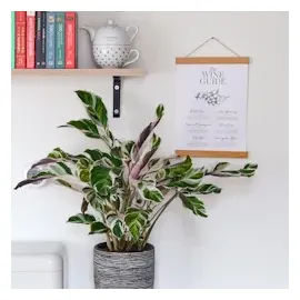 Plant in a Box - Calathea Fusion' - Höhe 30-40cm