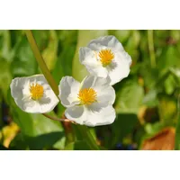 Pflanzen Für Dich Sagittaria latifolia Pfeilkraut, ca. 9x9 cm