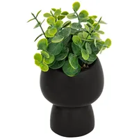 Atmosphera Créateur d'intérieur Sukkulente in schwarz | Gr.: onesize