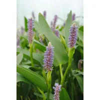 Pflanzen Für Dich Pontederia cordata var.lanceolata p 0,5