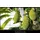 TCL 55MSQLED85L 55" 3840 x 2160 Pixel LED 4K-Fernseher