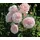 Dehner Kletterrose Divina, rosa