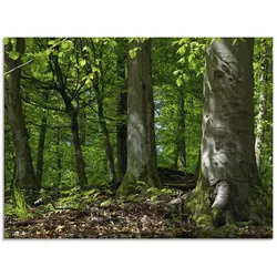 Glasbild ARTLAND "Frühling im Buchenwald", grün (farbe bild(er): grün), B:80cm H:60cm, Bilder, in verschiedenen Größen