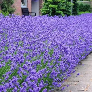 GardenersDream Lavandula angustifolia 'Hidcote' - Lavendel Pflanze Winterhart XXL - Kübelpflanzen für Balkon & Terrasse - Premium Stauden Winterhart Mehrjährig