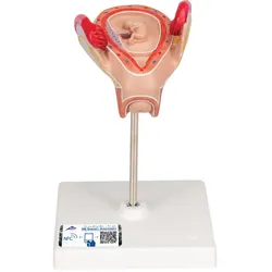 Embryo Modell, 2. Monat - 3B Smart Anatomy