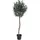 House Nordic House Nordic, Kunstpflanzen, Olivenbaum 150 cm,