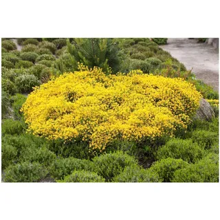 Pflanzen Für Dich Cytisus beanii, Ginster, gelb, 30–40 cm
