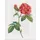 Gerstenberg Verlag Geschichte der Rose Großes Notizheft Motiv Französische Rose