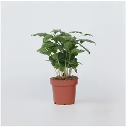 Plant in a Box - Kaffeepflanze - Coffea arabica - Höhe 25-40cm - Topf 12cm