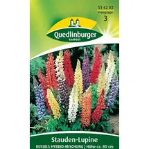 Quedlinburger Stauden-Lupine, Russels Hybrid-Mischung