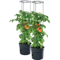 Prosperplast 2X Tomatenpflanze Pflanzkübel - 295 x 1152 mm
