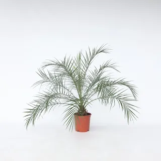 Plant in a Box - Zwergdattelpalme - Phoenix roebelenii - Höhe 80-90cm - Topf 21cm