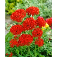 Pflanzen Für Dich Lychnis chalcedonica Brennende Liebe, leuchtend rot,