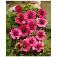 Pflanzen Für Dich Potentilla nepalensis 'Miss Willmott', Fingerstrauch, rosa,
