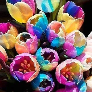 50 Stück Tulpenzwiebeln Winterhart Mehrjährig, Tulpen Samen für Garten und Balkon, Tulpen Pflanzen, Garten Blumen, Ideale Garten Pflanzen, Balkon Pflanzen, 50Pcs Tulip Seeds (Regenbogen)