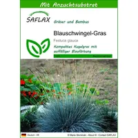 SAFLAX - Gräser-Bambus-Blauschwingel-Gras - 50 Samen - Mit keimfreiem