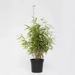 Plant in a Box - Bambus - Fargesia nitida 'Red Dragon' - Höhe 60-80cm - Topf 17cm