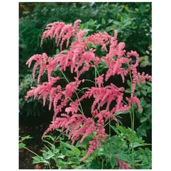 Astilbe thunbergii 'Straußenfeder', Prachtspiere, rosa, ca. 9x9 cm Topf