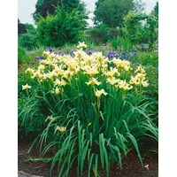 Pflanzen Für Dich Iris sibirica 'Butter and Sugar', gelb-weiß,