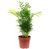 Flowerbox Value Greens Bergpalme Chamaedorea Tropische Zimmerpflanze Pflegeleicht 65