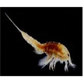 Aquadip Copepoden 100 ml Beutel | Versand: Dienstag | Zierfisch Lebendfutter