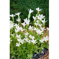 Pflanzen Für Dich Gentiana asclepiadea 'Alba', Enzian, weiß, ca.
