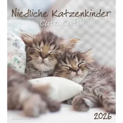 Niedliche Katzenkinder - Kalender 2026