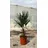 Blumen-Senf Chinesische Hanfpalme 130 - Trachycarpus fortunei | winterharte Palme