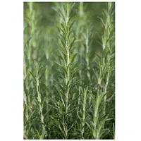 Pflanzen Für Dich Rosmarinus officinalis 'Arp', Rosmarin, winterhart, ca.
