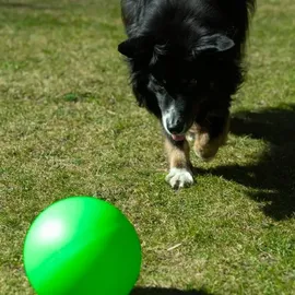 Procyon Treibball Größe S - extra stabil - gelb