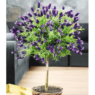 BALDUR Garten 1x Lavendelstämmchen mit Krone, Pflanze im 1,5 Liter-Topf, Lavandula für Balkon & Terrasse Duftlavendel, winterhart, duftend, trockenresistent, pflegeleicht, bienenfreundlich