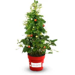 Tchibo - Beerenstrauch Klettererdbeere - rot