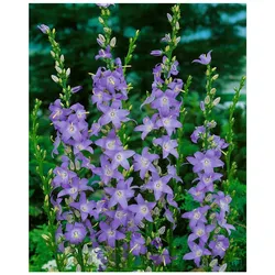 Campanula pyramidalis, Glockenblume, ca. 9x9 cm Topf