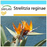 Saflax Geschenk Set - Paradiesvogelblume (reginae) - Strelitzia reginae - 5 Samen - Mit Geschenkbox, Versandaufkleber, Geschenkkarte und Anzuchtsubstrat