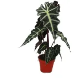 Exotenherz Pfeilblatt Alocasia Sanderiana Tropenwurz Alokasie