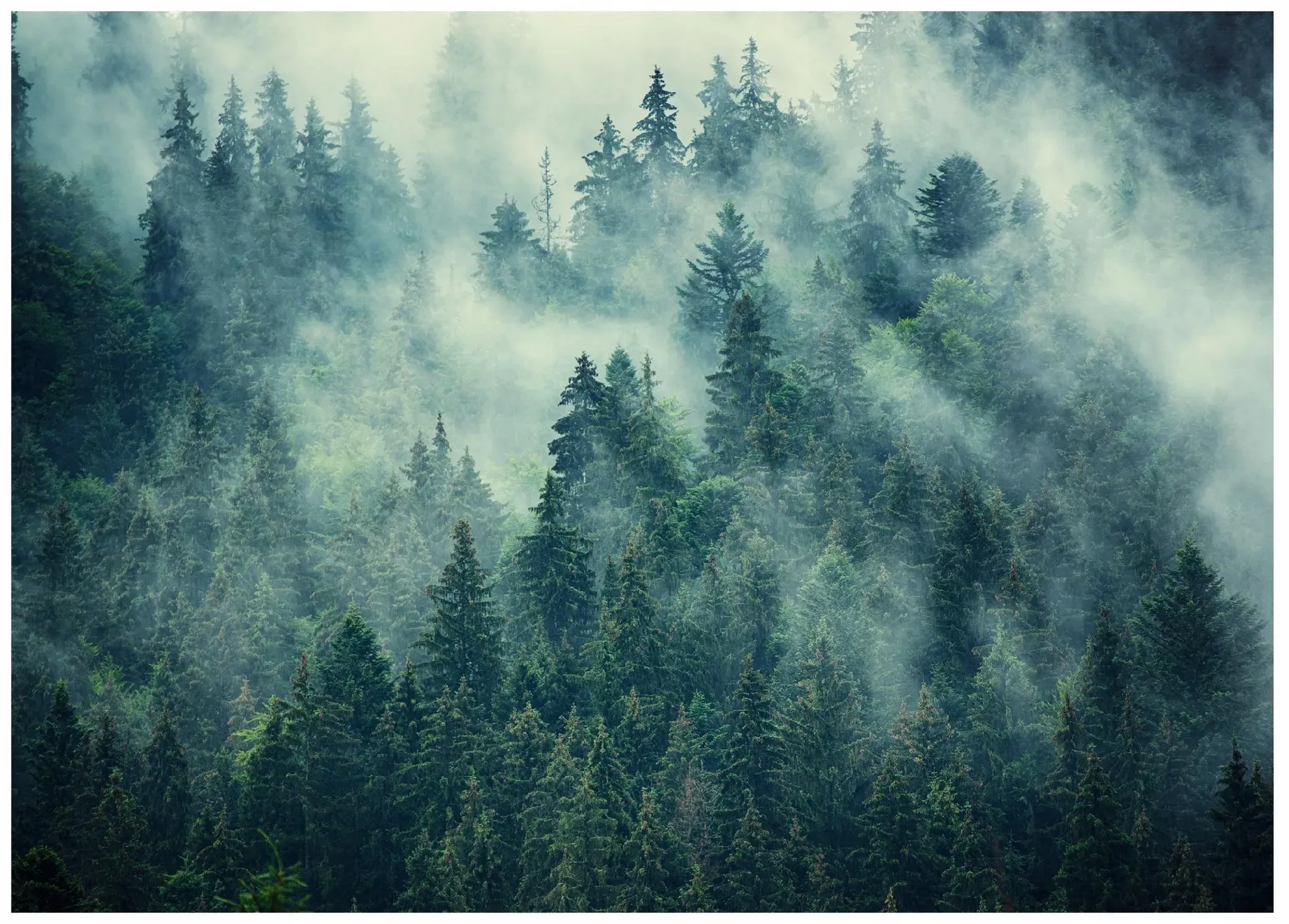 FOTOTAPETE Wald im Nebel Vliestapete 200x140