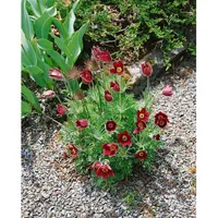 Pflanzen Für Dich Pulsatilla vulgaris Rubra Küchenschelle, ca. 9x9