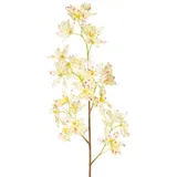 Kunstorchidee Künstlicher Zweig Odontoglossum Orchidee BELANIA, Creme-pink, 75cm Orchidee (Orchidee odontoglossum), artplants weiß